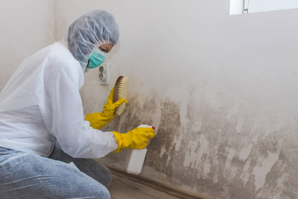 Best Mold Damage Repair  in Edgewood, KY