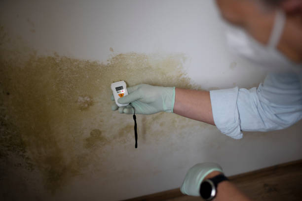Best Toxic Mold Removal  in Edgewood, KY