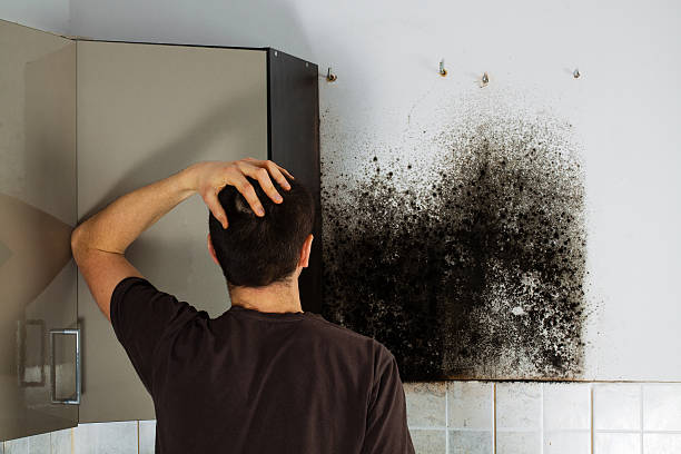 Attic Mold Removal in Edgewood, KY