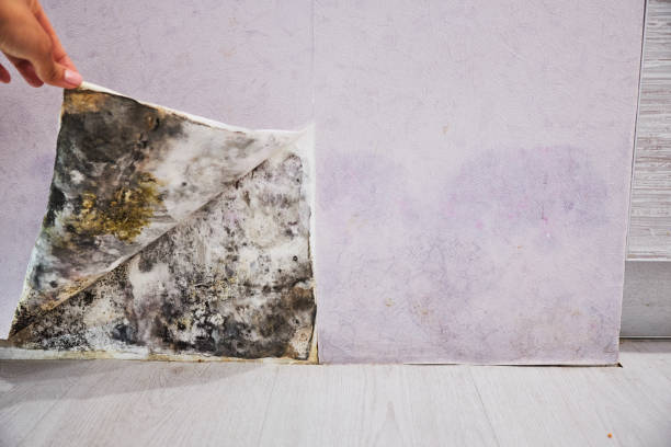 Best Professional Mold Removal  in Edgewood, KY